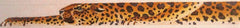 Susan Roberts TTB125 Leopard Belt